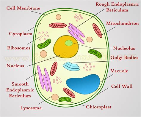 Maybe you would like to learn more about one of these? Structure of Animal Cell and Plant Cell Under Microscope ...