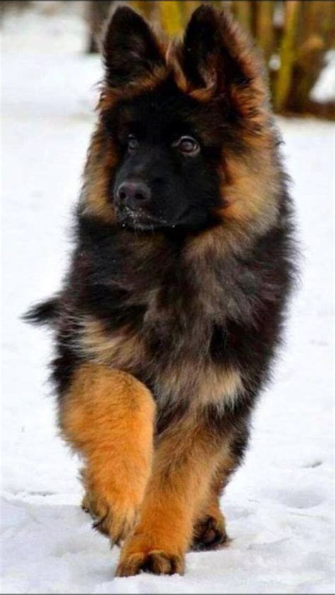 Beautiful German Shepherd Puppies Images Pets Lovers
