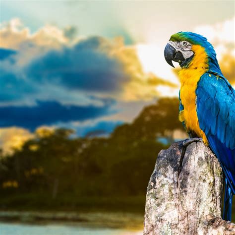 Find & download free graphic resources for yellow background. 2048x2048 Blue And Yellow Macaw Ipad Air HD 4k Wallpapers ...