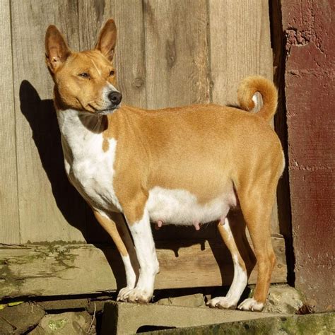 Basenji Puppies For Sale Los Angeles Ca 328518