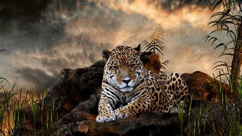 Die 71 Besten Leopard Wallpapers