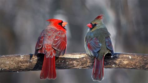 Northern Cardinal Cardinalis Cardinalis Pair In Winter Windows 10
