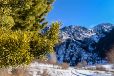 Tree Pins Closeup With Background Mountain 4k Wallpaper