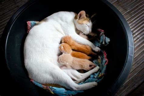 When Can Kittens Be Separated From Their Mother