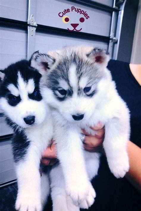 Cute Husky Puppies That You Will Love Cute Puppies Now