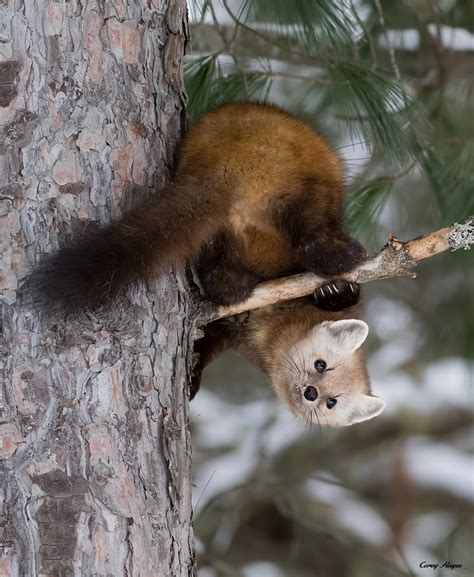American Pine Marten Another Shot Of This Cute Little Guy Corey