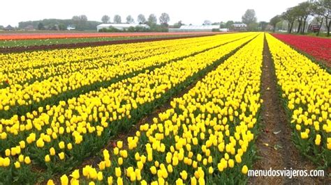 Visitar Los Campos De Tulipanes En Holanda Menudos Viajeros