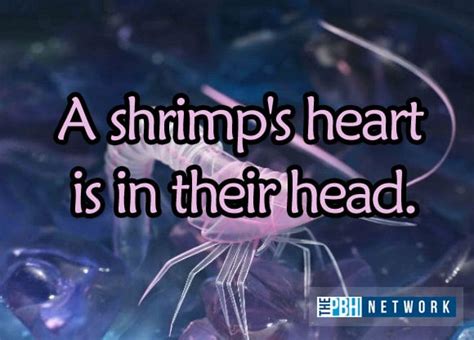 Ocean Animals Facts 10 Amazing Things About Marine Life