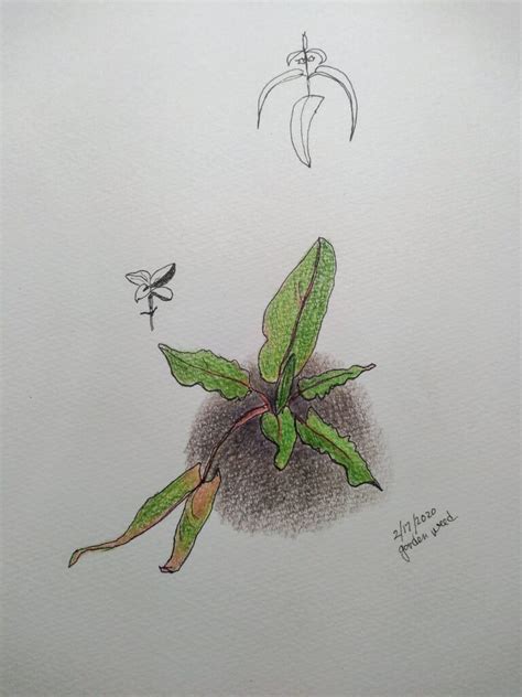 This tutorial is perfect for all art enthusiasts. Drawing weeds | Mediatinker