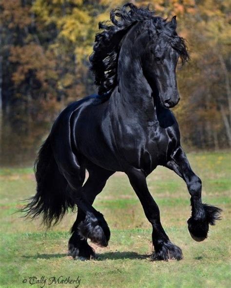 Black Stallion Horse Friesian Stallion Stallion Horses Black Horses