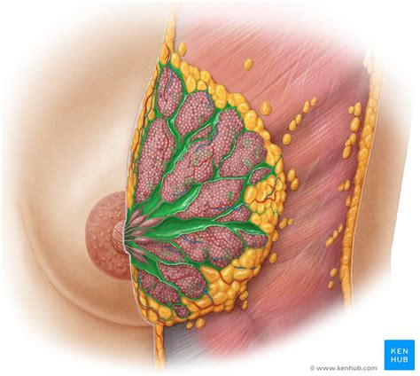 Female Breast Anatomy Blood Supply And Mammary Glands Kenhub