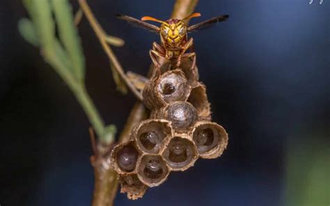 Insects In Your Yard Bees Wasps Ants Sawflies Hymenoptera