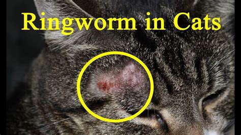 Ringworm In Cats How To Treat Ringworm In Cats At Home Remedy