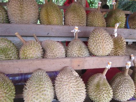 Baka durian terbaik di malaysia. Durian Musang King di Bentong Terbaik