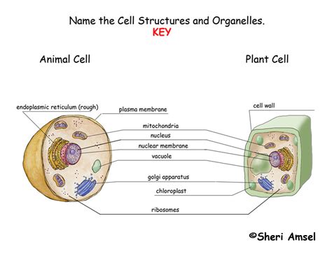 Label Animal Cell Diagram