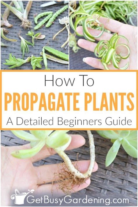 Once they're happy and burgeoning forth. Plant Propagation: What Is It & How To Grow Plants From ...