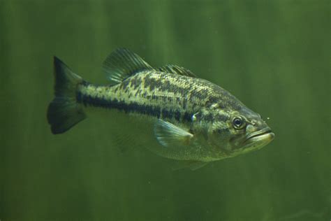 24 Incredible Largemouth Bass Facts Bass Fishing Facts