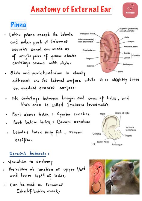 2 Anatomy Of External Ear Pinna Anatomy Of External Ear · Entire