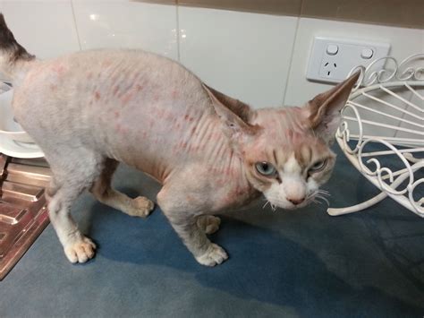 Ringworm Cat Fungal Infection Skin Raising Cats