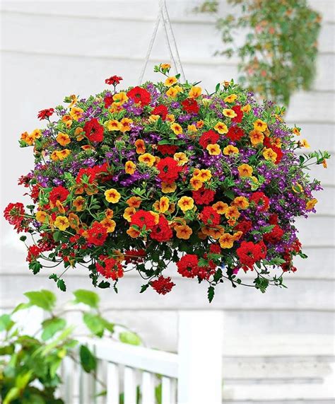 Most problems with hanging baskets are related to watering. 15 Flowers to Use in Hanging Baskets: Amazing ornamental ideas