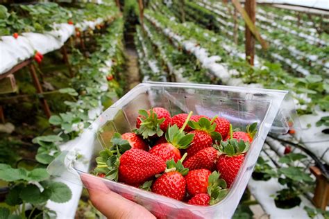A wide variety of cameron highland strawberry options are available to you, such as common. Share the good things: Cameron Highlands Day 1