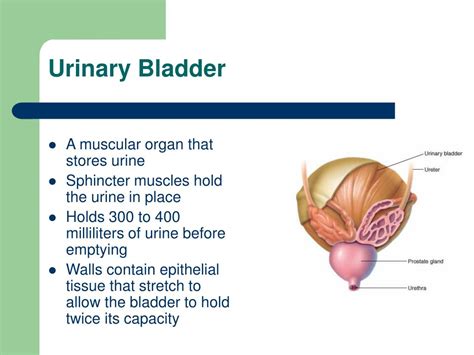 Ppt Urinary System Powerpoint Presentation Free Download Id3031433