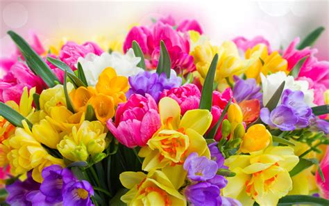 Download Wallpapers Pink Tulips Spring Flowers Daffodils Tulips
