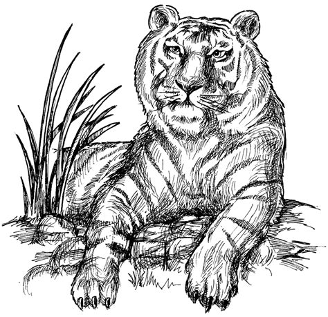 Coloring Pages Siberian Tiger Dradoodles