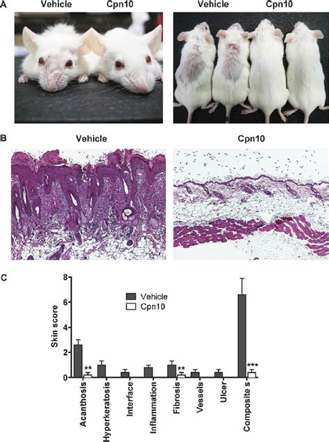Cpn10 And Skin Disease In Mrlfas Lpr Mice A Mice Of Both Groups