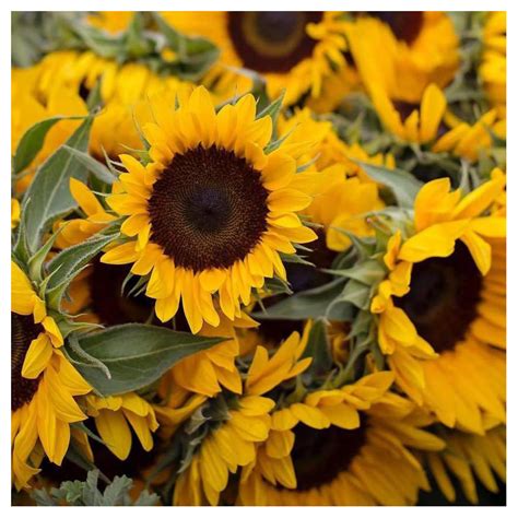 Best Sunflowers For Cut Flowers Shop Country Garden Uk