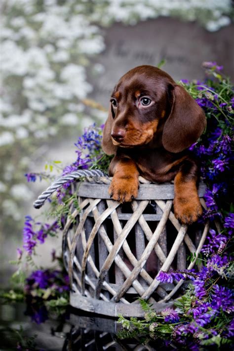Acquire Fantastic Recommendations On Dachshund Pups They Are