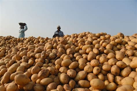 Pepsico Sued Small Farmers Over Its Patented Potato Pacific Standard