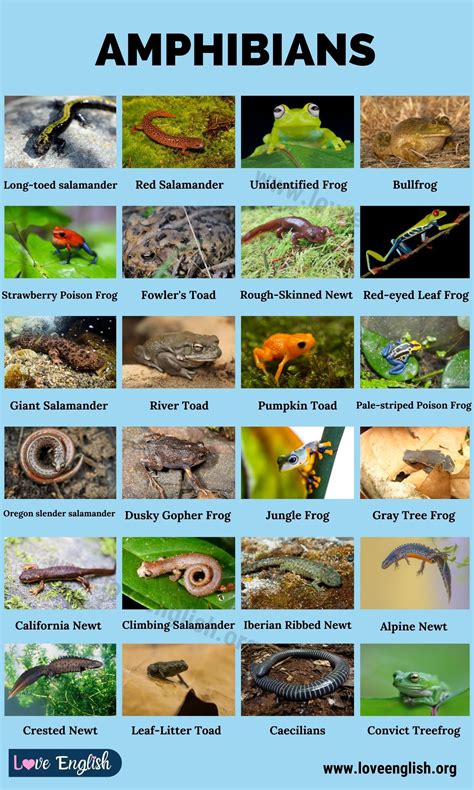 Amphibians Amazing List Of 30 Amphibians Around The World Love English