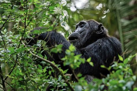 Cameroon Government Cancels Logging Concession That Threatens Wildlife