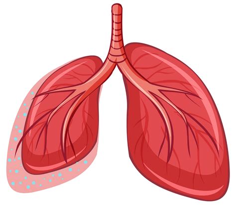 Human Lung On White Background Vector Art At Vecteezy