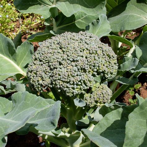 Broccoli Nutribud Organic Adaptive Seeds