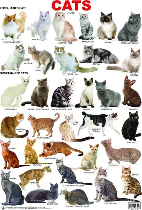Cat Breeds Information Characteristics And Behavior Dogalize Types
