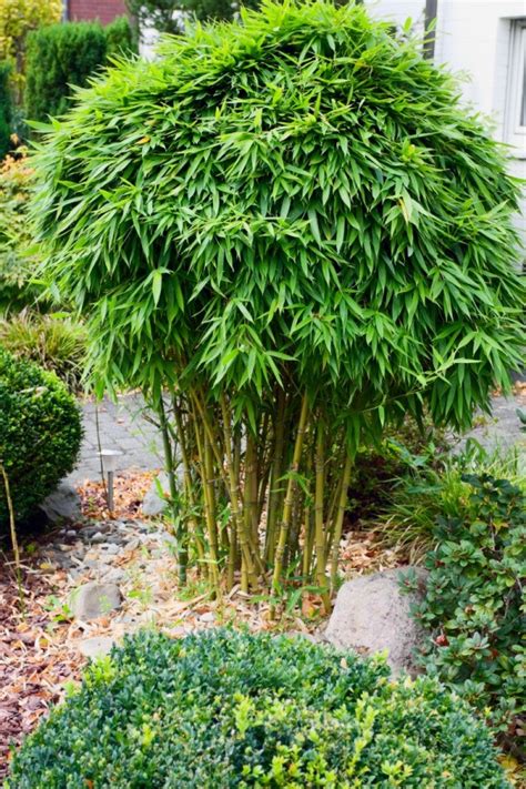 Before we started using steel to reinforce structures, bamboo remained the core component in the construction of buildings. Selling Bamboo Plants | ThriftyFun