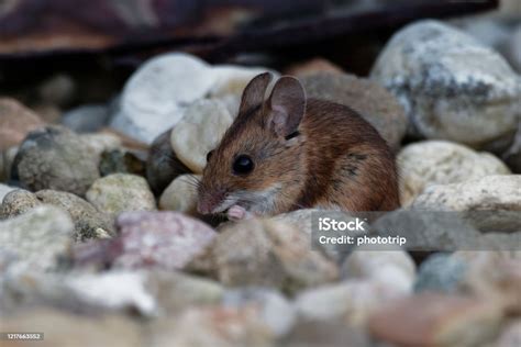 Wood Mouse Apodemus Sylvaticus Is Murid Rodent Native To Europe And