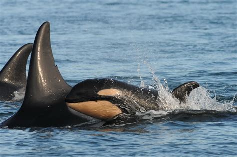 Orca Whale Baby Boom Miracle Follows Ocean Pasture Restoration Russ