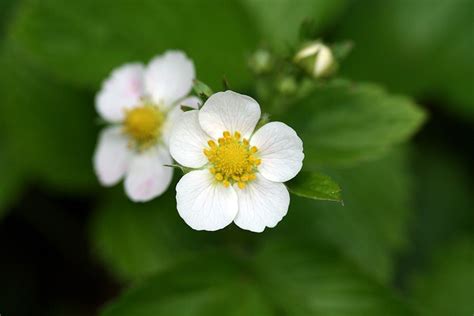 Maybe you would like to learn more about one of these? Strawberry flowers | Strawberry flower, Wild strawberries ...