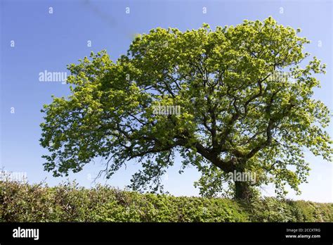 Mighty Lone Oak Tree Stock Photo Alamy