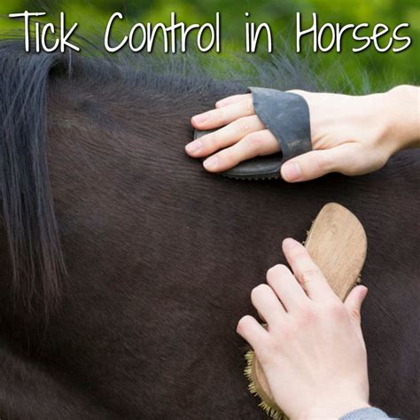Tick Control In Horses What You Need To Know Tick Control Tick