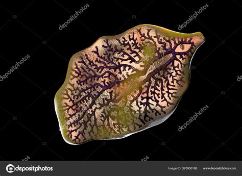 Fasciola Hepatica Liver Fluke Illustration Parasitic Trematode Worm