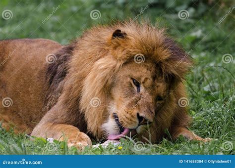 An African Lion Lies On The Ground Licking It S Food Before Eating It