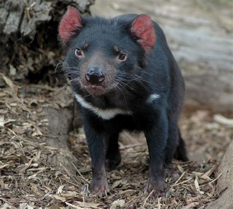 Fileyoung Tasmanian Devil Wikimedia Commons