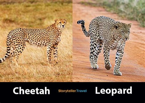 Cheetah Vs Leopard 14 Key Differences Speed Size Spots