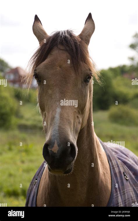 Gesicht Mit Einem Pferd Stockfotografie Alamy