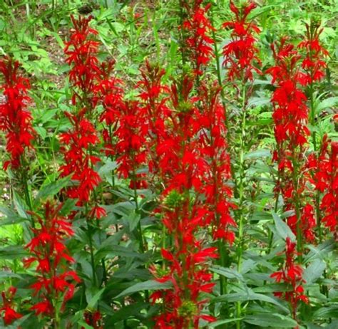 Cardinal Flower Seeds Lobelia Cardinalis F11 Etsy