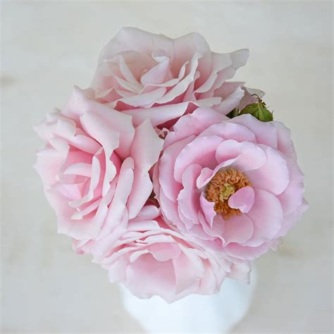 Pink Majolica Parfum Flower Company